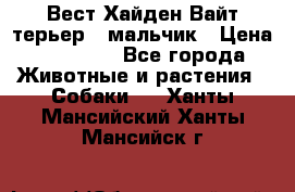 Вест Хайден Вайт терьер - мальчик › Цена ­ 35 000 - Все города Животные и растения » Собаки   . Ханты-Мансийский,Ханты-Мансийск г.